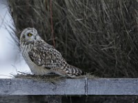 IMG 2254c  Short-eared Owl (Asio flammeus)